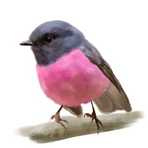 春天 动物 鸟儿 插画 psd  春季