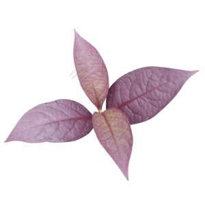紫色 树叶 叶子 植物 实物 免抠 png 素材