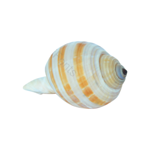 贝壳 壳类 海货 海产品 装饰 摆件