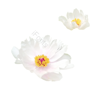 花 白色 牡丹花 白牡丹 png 实拍 免抠