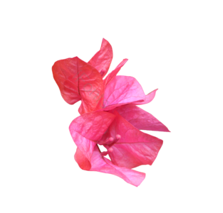 花卉 花朵 三角梅 杜鹃 免抠 实物 拍照 照片