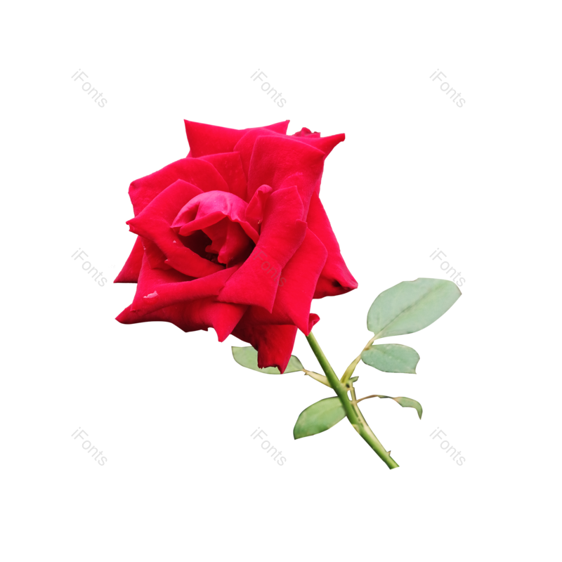 玫瑰花图片,红色元素,PNG,免抠素材