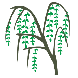 清明节 柳树 柳枝 装饰元素 柳树设计 清明 春季