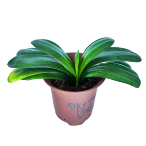 植物 兰花 绿植 盆栽 植物 花 君子兰 花盆