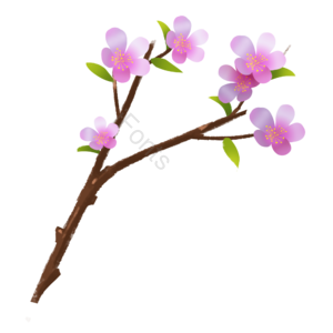 樱花 手绘 立体 樱花花束 立春 春季 樱花季