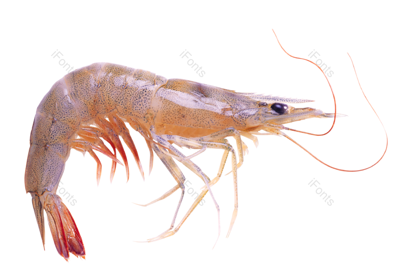 海鲜图片,健康元素,食物PNG,免抠素材