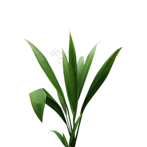 秋季 大植物 绿色 清新 护眼 好看 居家