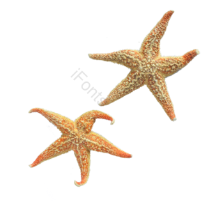 海星 装饰 摆件 海产品 海鲜 装饰摆件