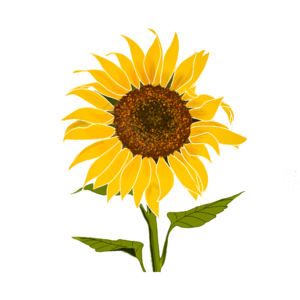 向日葵 黄色 插画 psd  png  装饰