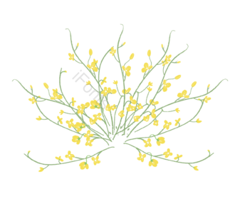 油菜花 黄花 小花 手绘 插画 png免抠