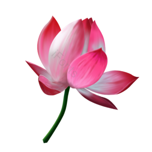 立夏 莲花 手绘 粉色 节日素材 生机勃勃