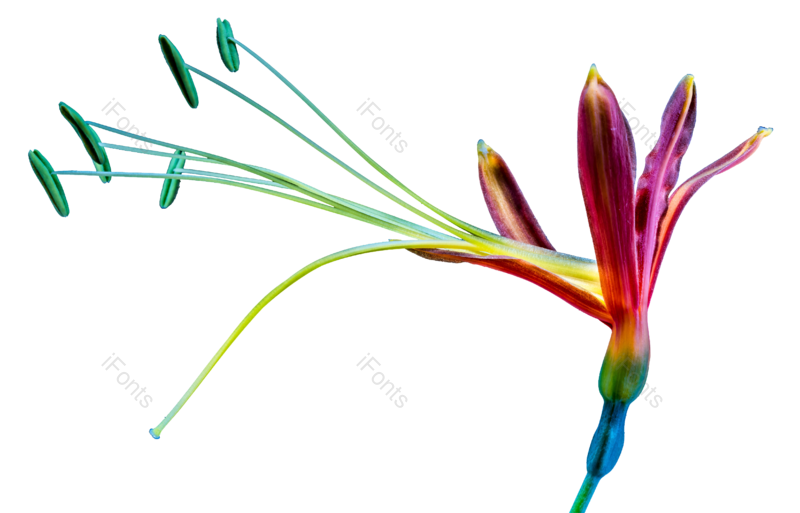 花朵图片,绚丽元素,色彩PNG,植物免抠素材