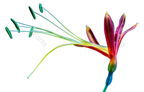 色彩 花朵 天堂鸟 植物 绚丽 PNG