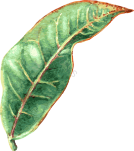 手绘插画 水彩风格 绿色植物 树叶 免扣 装饰