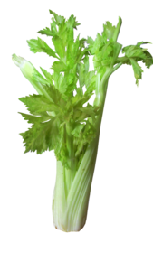 绿色 有机 蔬菜 菜品 芹菜 植物