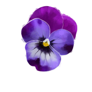 插画 鲜花 psd 紫色 节日 png