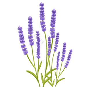 薰衣草 花朵 植物 浪漫 手绘 卡通 
