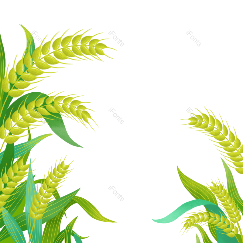 小满图片,稻谷元素,绿色PNG,小麦免抠素材