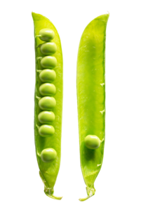 种子 豆荚 绿色 果实 植物 颗粒