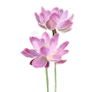 荷花 插画 psd 粉色  png 夏天 立夏