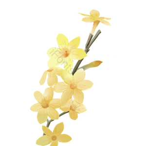 春分 迎春花 水彩风  单支素材  黄色系