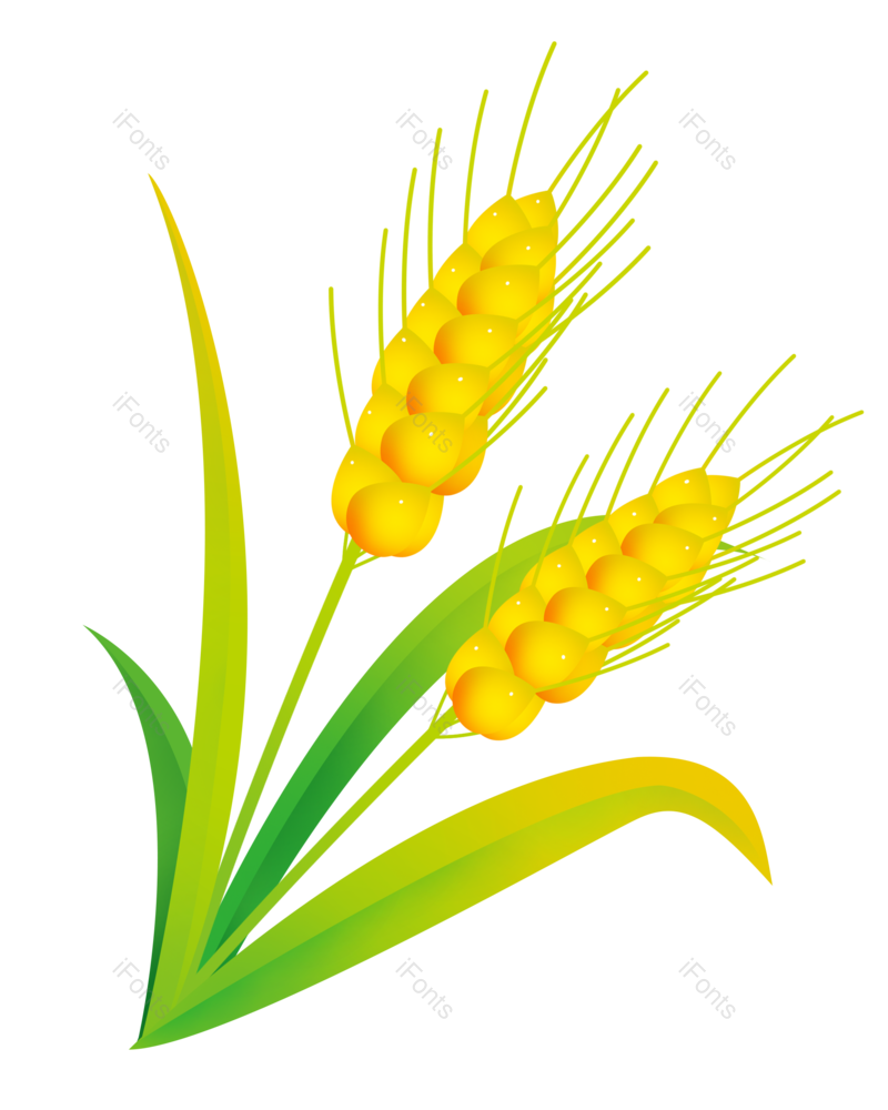 小满图片,小麦元素,PNG,免抠素材