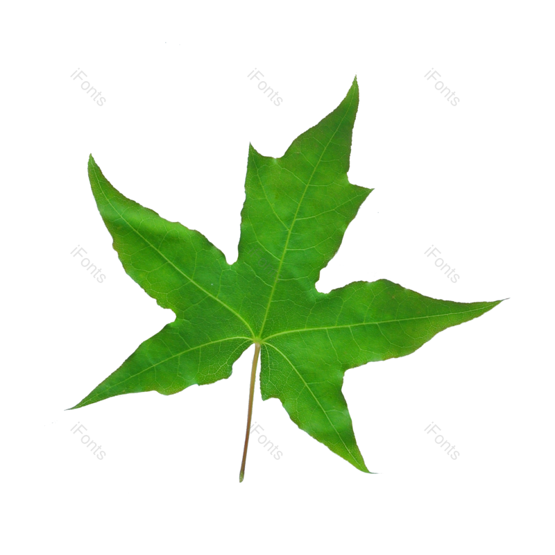 叶子图片,树叶元素,树枝PNG,绿植免抠素材