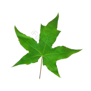 树叶 绿植 叶子 绿色的树叶 树枝 植物
