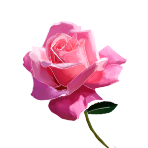 鲜花 插画 粉色 厚涂 装饰 psd
