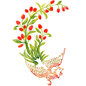 枸杞 凤凰 鸟 水彩 手绘 中国传统 中国风 