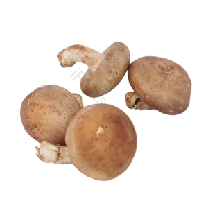 蘑菇 有机蔬菜 蔬菜 菜 健康蔬菜 绿色蔬菜 健康