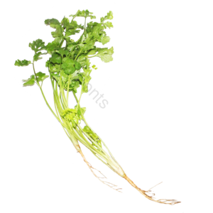 蔬菜 免抠 实物 png 素材 摄影 照片 实物