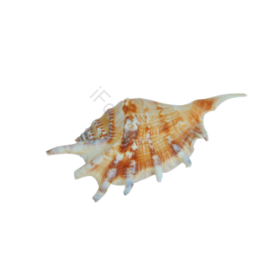 贝壳 壳类 海货 海产品 装饰 摆件