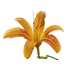 花 堇菜花 黄花 png 实拍 免抠