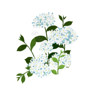 绣球花 粉蓝 叶子 花朵 手绘 插画 png免抠