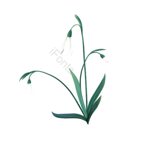 雪花莲 白色 叶子 植物 花 手绘 春天 春季