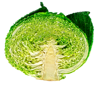 横切面 蔬菜 植物 包菜 菜品 维生素 健康