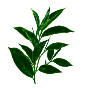 树叶 树枝 枝条 植树节 绿色 植物装饰