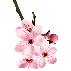 樱花 粉色 春天 素材 元素 psd 装饰 立春