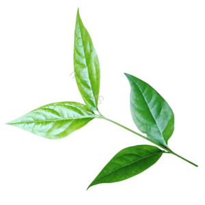 四季 绿色 小清新 树叶 纹路清晰 花花草草 树枝