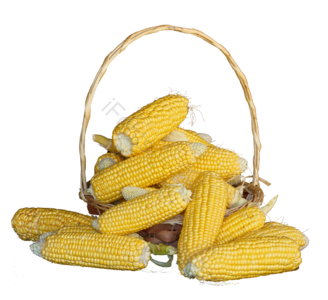 阳光 玉米 农作物 食品 健康 篮子