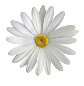 季节 秋天 洁白 菊花 花朵 色系
