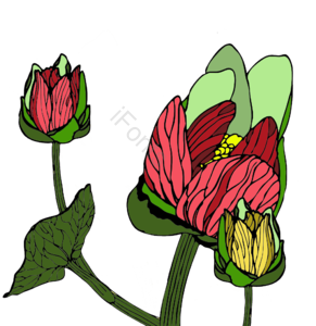 节日装饰 手绘 复古 PNG 花卉 边框