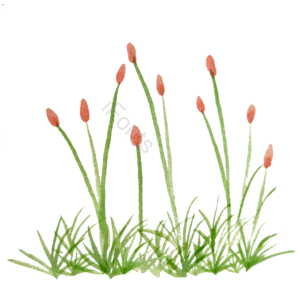 花卉 水彩 植物 手绘 草丛 绿叶 春天 草