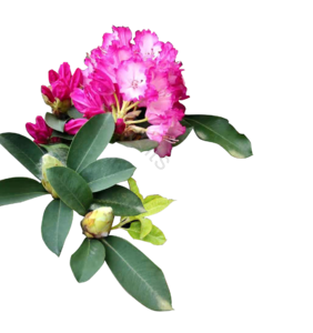 花 植物 紫色 花球 叶子 png免抠