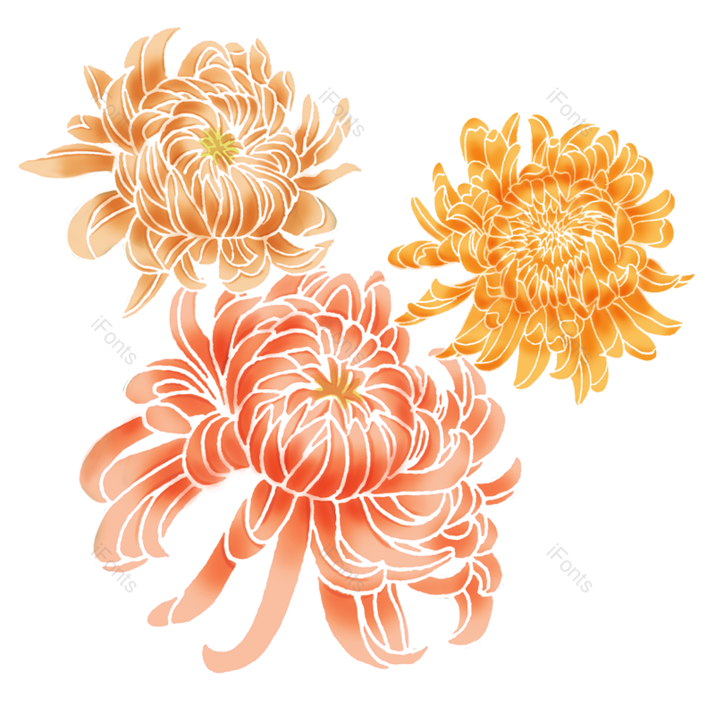 菊花图片,中国元素,花卉PNG,植物免抠素材