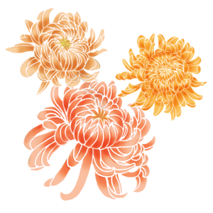原创 手绘 菊花 绽放 花蕾 花卉 植物 中国