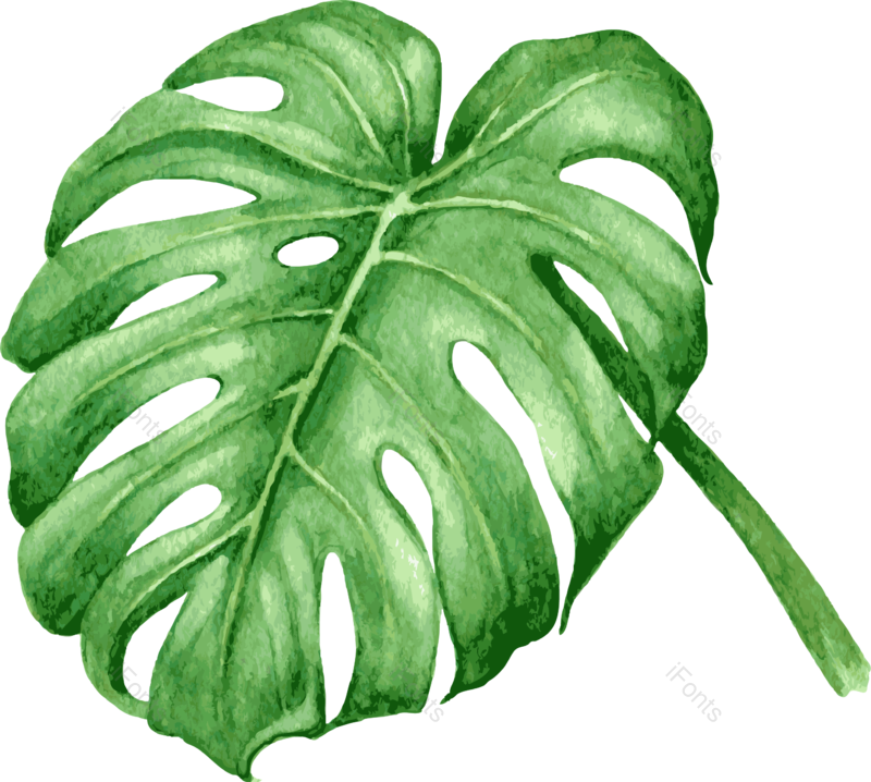 装饰图片,手绘插画元素,树叶PNG,绿色植物免抠素材