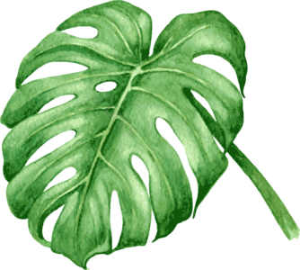 手绘插画 水彩风格 绿色植物 树叶 免扣 装饰 水彩植物