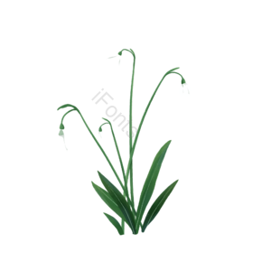雪花莲 白色 叶子 植物 花 手绘 春天 春季